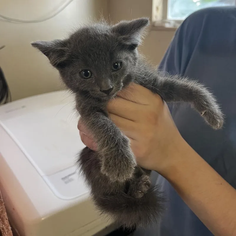 A baby small-sized male Gray / Blue / Silver Domestic Short Hair cat named Mel for adoption in Stephenville, TX