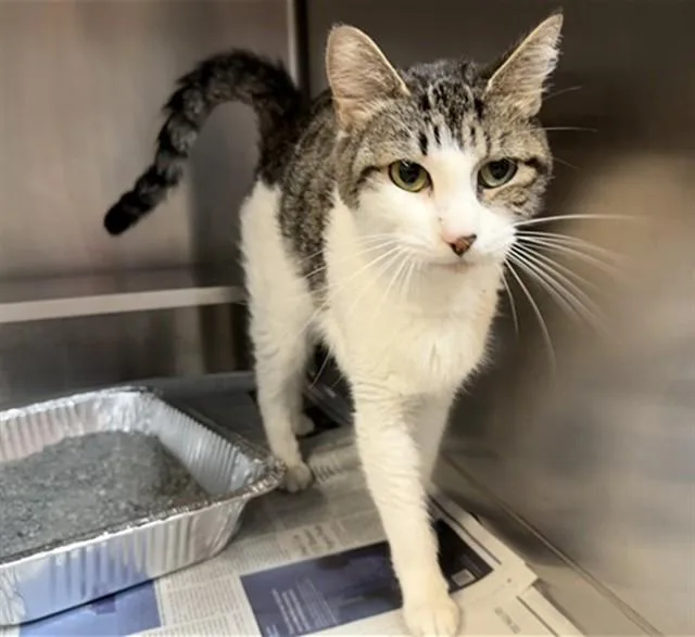 A young medium-sized female Domestic Short Hair cat named Zenith for adoption in Aurora, IL