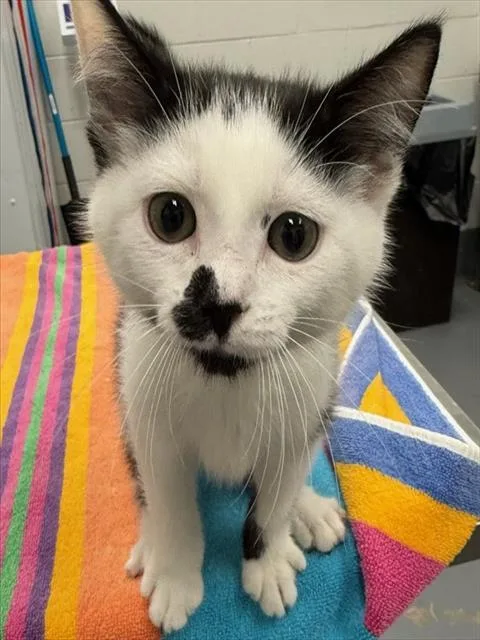 A baby medium-sized male Domestic Short Hair cat named Bramble for adoption in Peoria, IL
