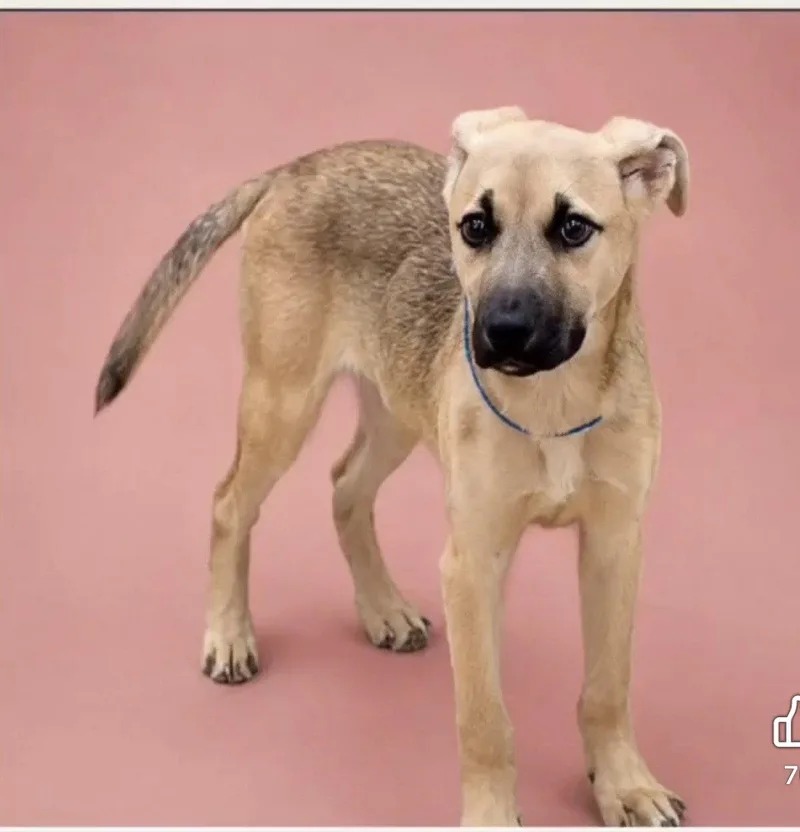 A young medium-sized female German Shepherd Dog dog named Bambi for adoption in Ball Ground, GA