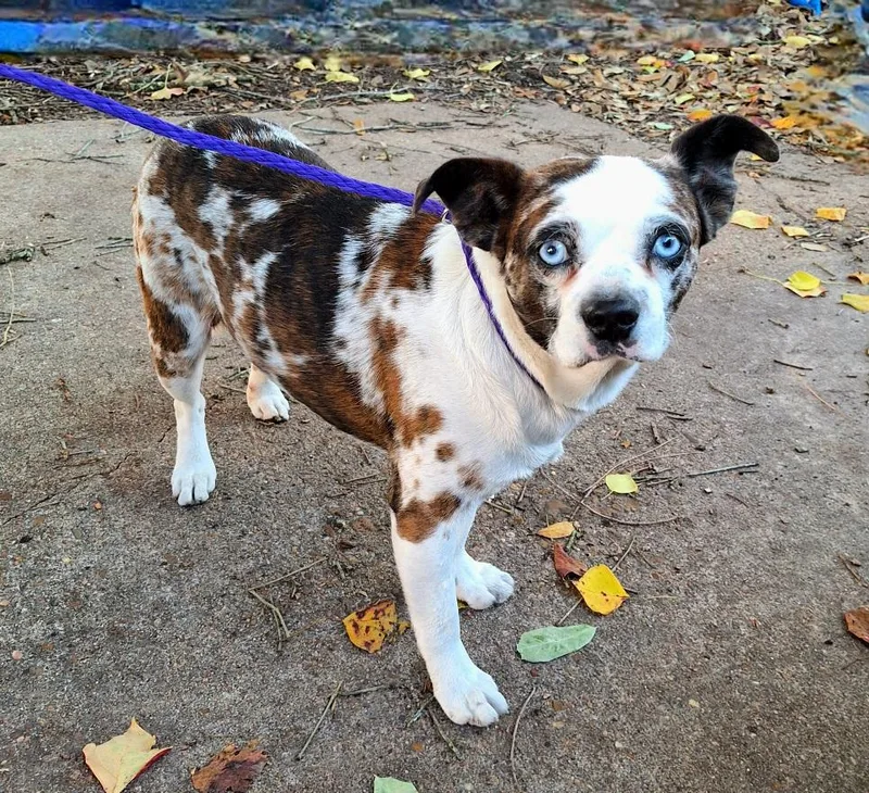 An adult small-sized male White / Cream Pug dog named Kamalo Wat for adoption in Missouri City, TX