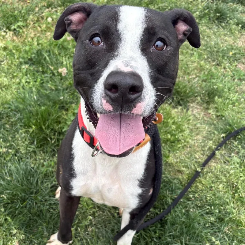 An adult medium-sized male Black Mixed Breed dog named Gizmo Pp for adoption in St Joseph, MO