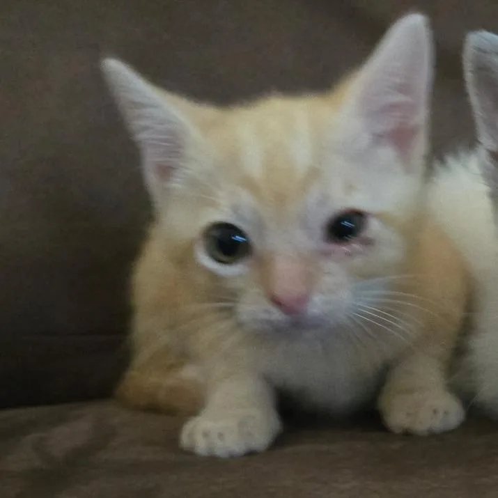 A baby small-sized male Orange / Red Domestic Short Hair cat named Pacman for adoption in Incline Village, NV