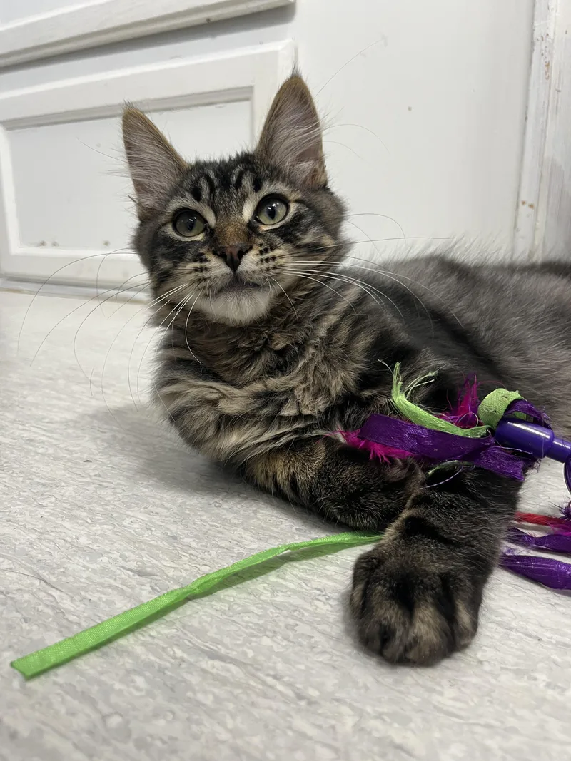 Stuffing thumbnail 3