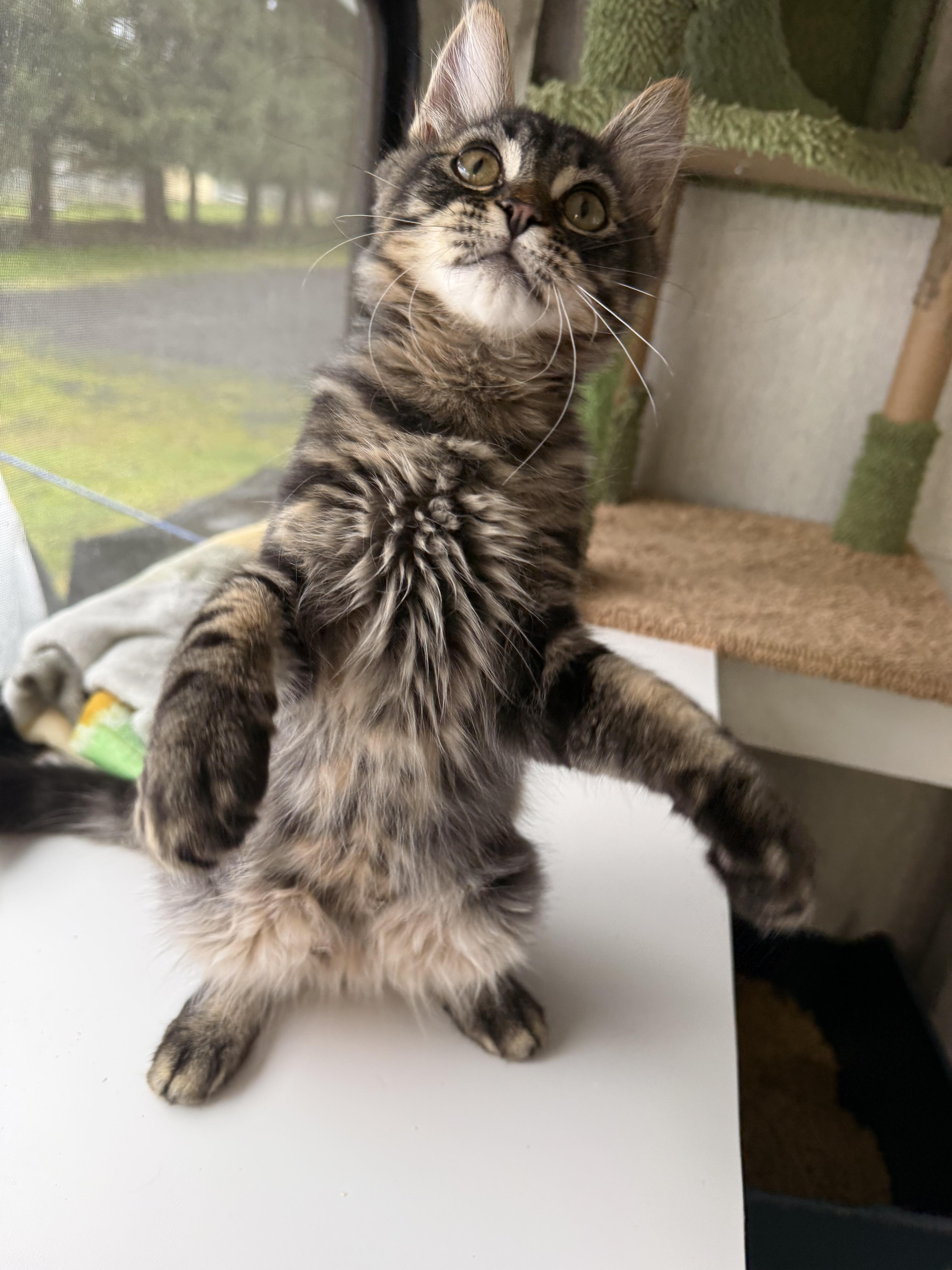 Stuffing thumbnail 4