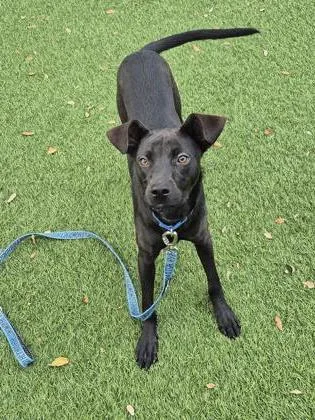 An adult medium-sized male Mixed Breed dog named Denim for adoption in North Miami Beach, FL