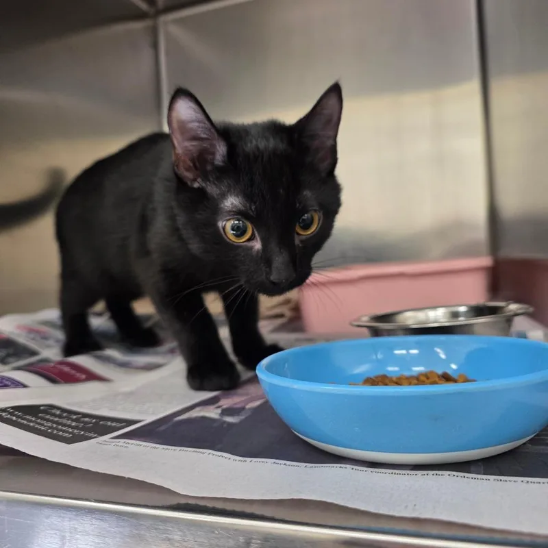 A baby small-sized male Black Domestic Short Hair cat named Zak for adoption in Auburn, AL