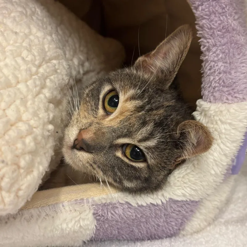 A young medium-sized female Torbie Domestic Short Hair cat named Sammie for adoption in Redwood City, CA