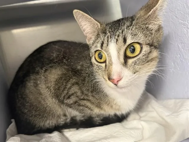 A young medium-sized female Domestic Short Hair cat named Mojito for adoption in Saint Louis, MO
