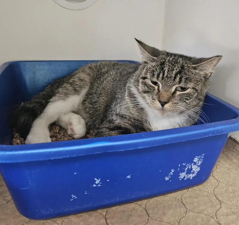 A baby medium-sized female Domestic Short Hair cat named Gemma for adoption in Fall River, MA