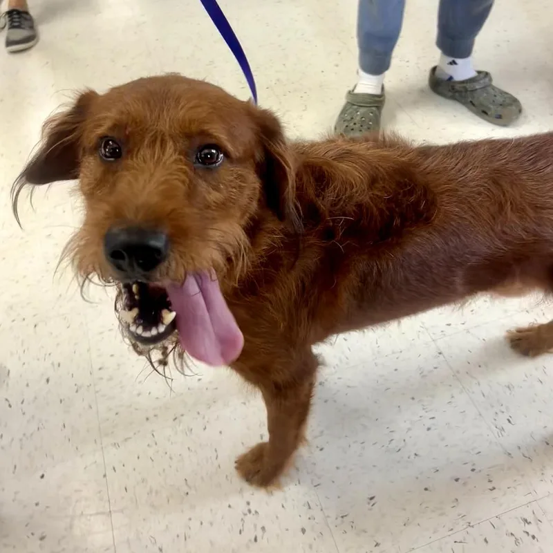 An adult large-sized male Red / Chestnut / Orange Labrador Retriever dog named Brison for adoption in Tacoma, WA
