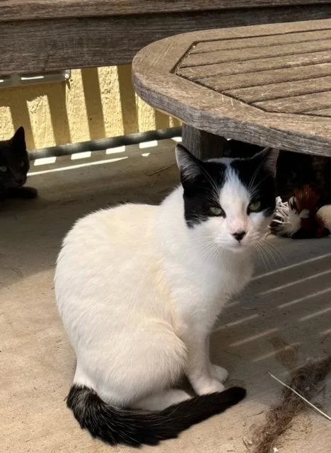 Cannoli