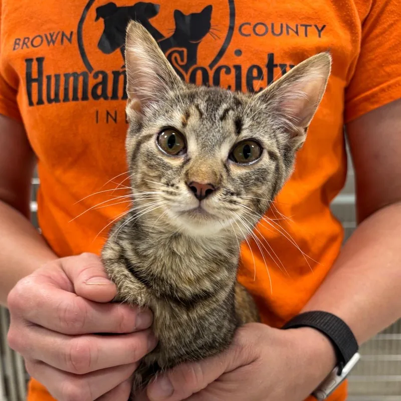 A baby small-sized female Brown / Chocolate Domestic Short Hair cat named Chip for adoption in Nashville, IN