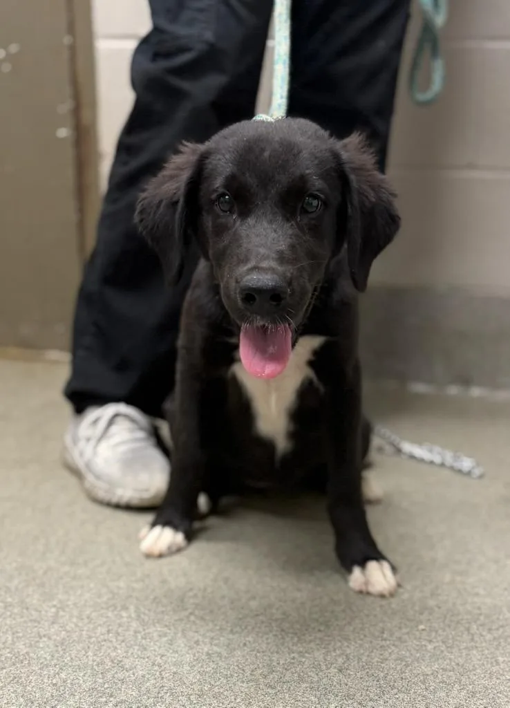 A baby medium-sized female Labrador Retriever dog named Baylon for adoption in Hopkinsville, KY