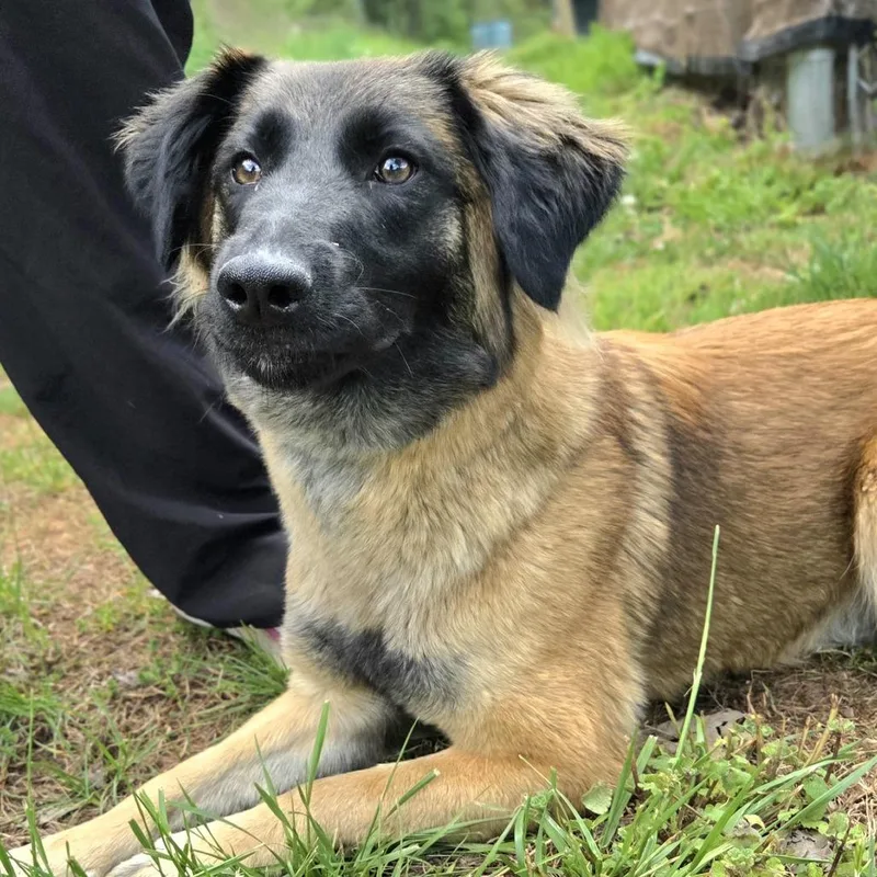 A young medium-sized female Brown / Chocolate German Shepherd Dog dog named Rabbit for adoption in Franklin, NC