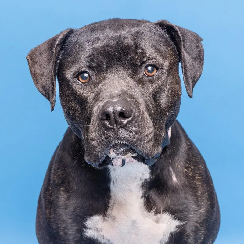An adult large-sized male Black Pit Bull Terrier dog named Larry for adoption in Franklin, TN