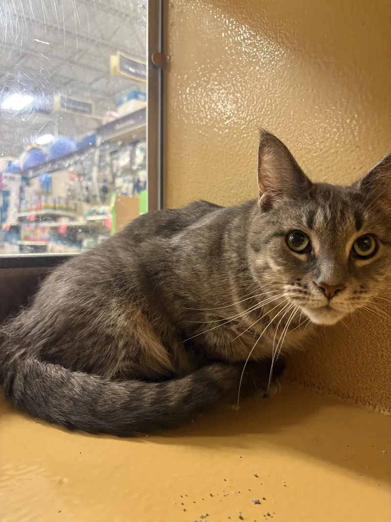 An adult medium-sized female Domestic Short Hair cat named Princess for adoption in Yardley, PA