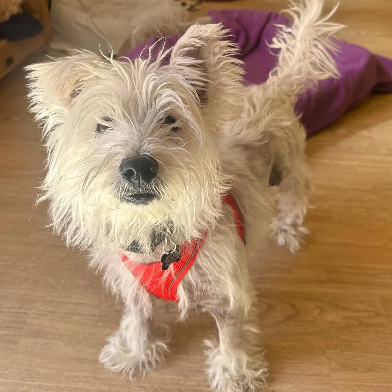 A senior small-sized male White / Cream West Highland White Terrier / Westie dog named Stoked for adoption in San Francisco, CA