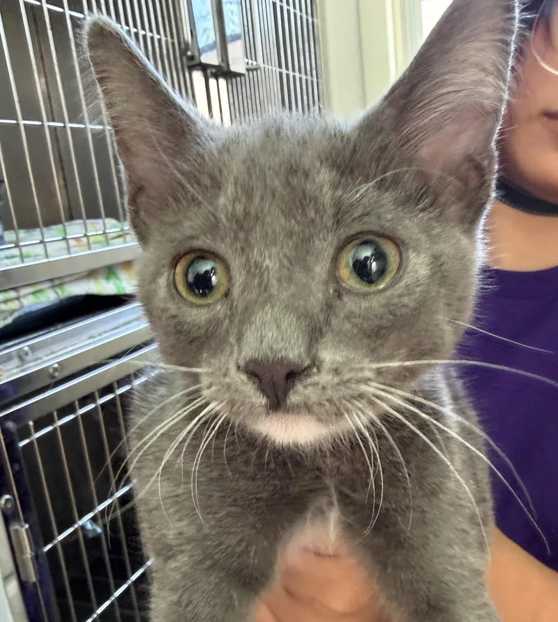 A young small-sized female Tabby (Buff / Tan / Fawn) Domestic Short Hair cat named Zuni for adoption in Deming, NM