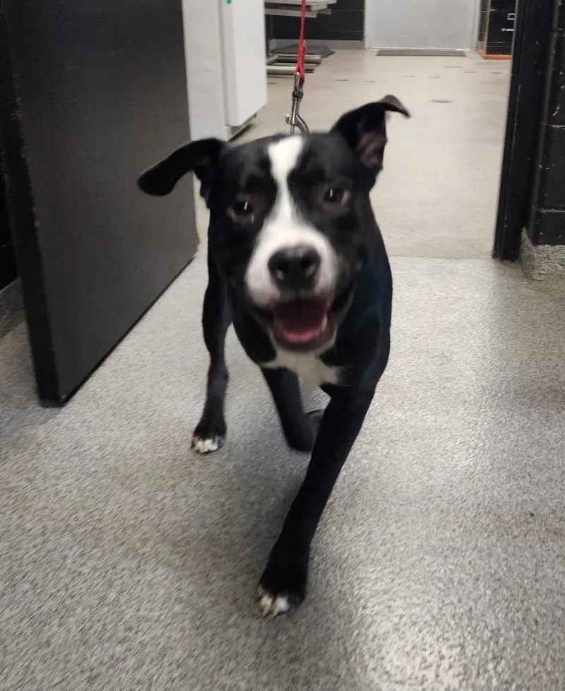 A young large-sized male Pit Bull Terrier dog named Ray for adoption in Fremont, OH