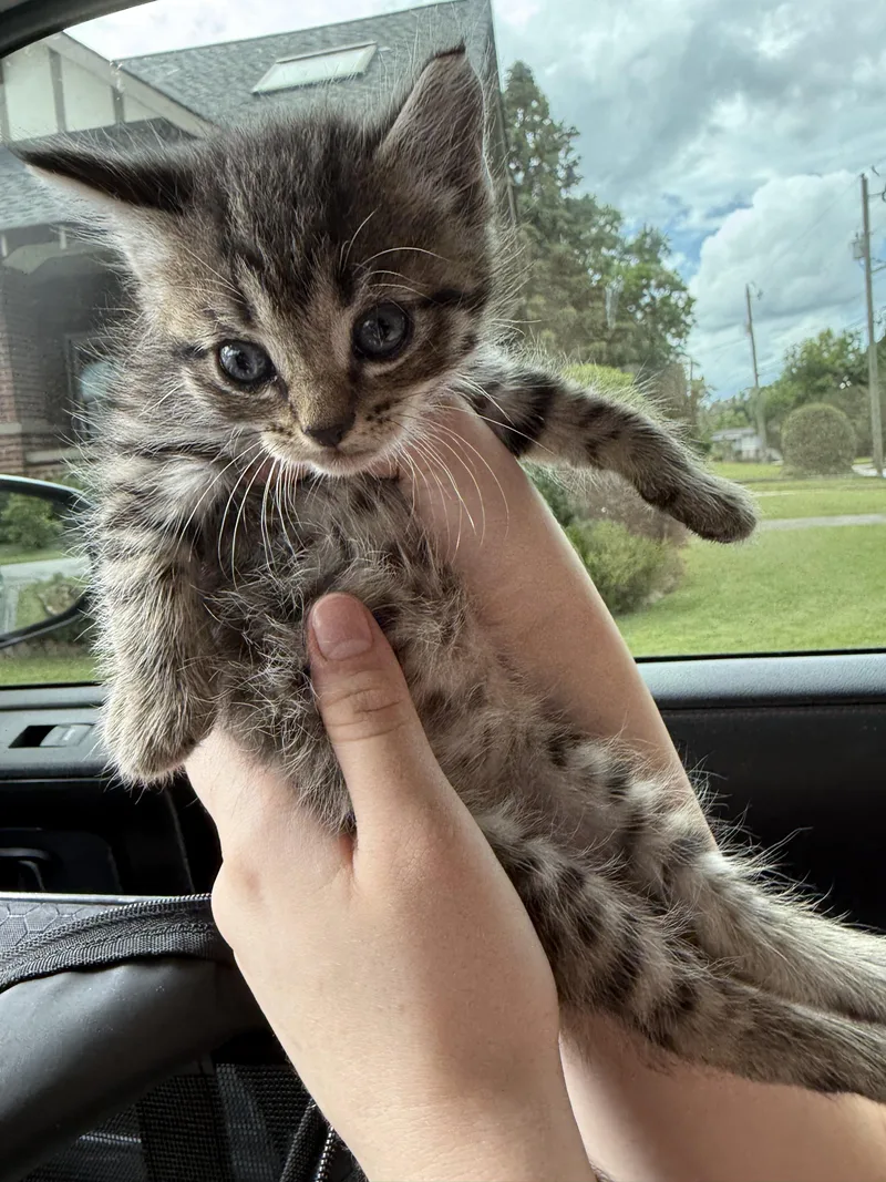 A baby small-sized male Tabby (Brown / Chocolate) Domestic Medium Hair cat named Roly Poly for adoption in LITTLE MOUNTAIN, SC