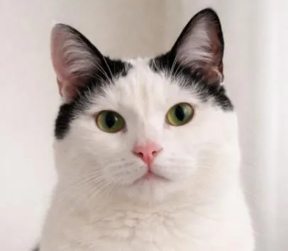 An adult large-sized female Black & White / Tuxedo Tuxedo cat named Lulu – Confident. Opinionated. for adoption in Hillsboro, TX