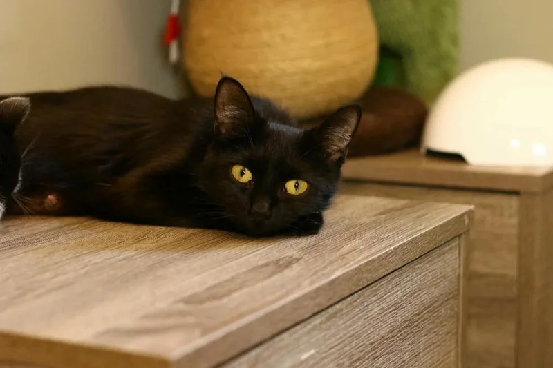 A young medium-sized female Domestic Short Hair cat named Divine for adoption in Maryville, TN