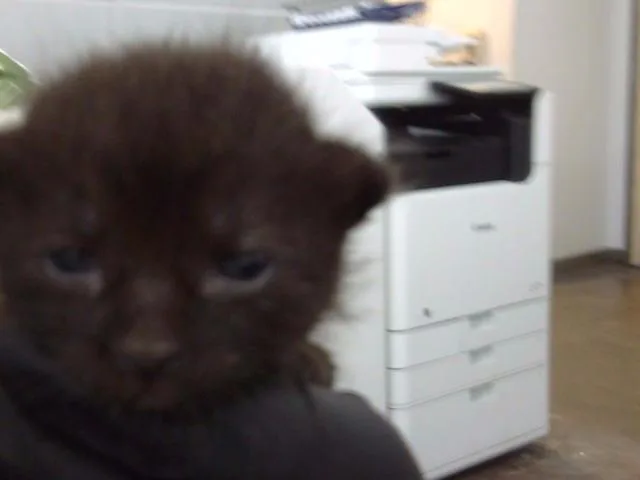 A baby medium-sized female Domestic Medium Hair cat named Anne for adoption in Dallas, TX