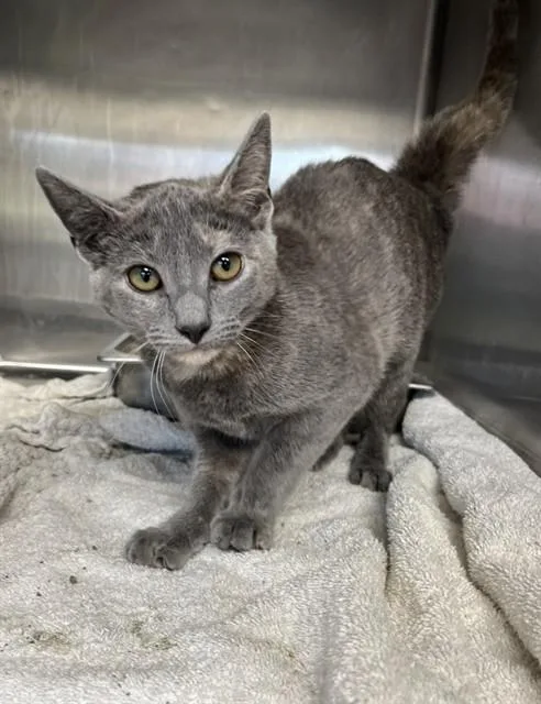 A young medium-sized female Domestic Short Hair cat named Sienna for adoption in Augusta, GA