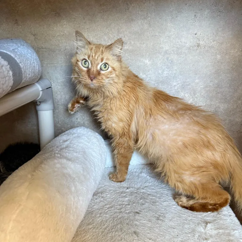 Dreamsicle thumbnail 2