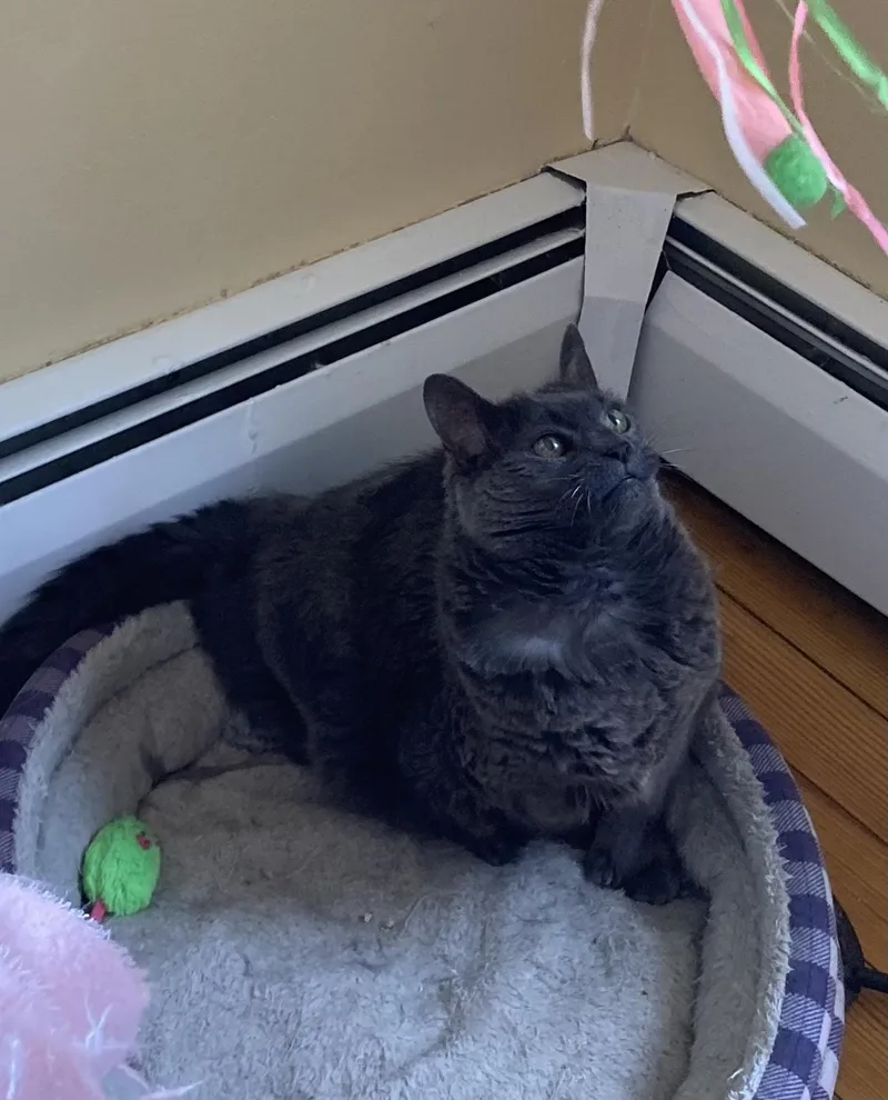 Gwendolyn thumbnail 2