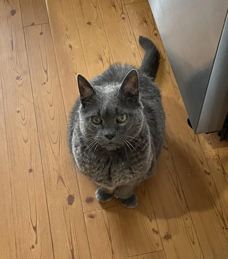 Gwendolyn thumbnail 3