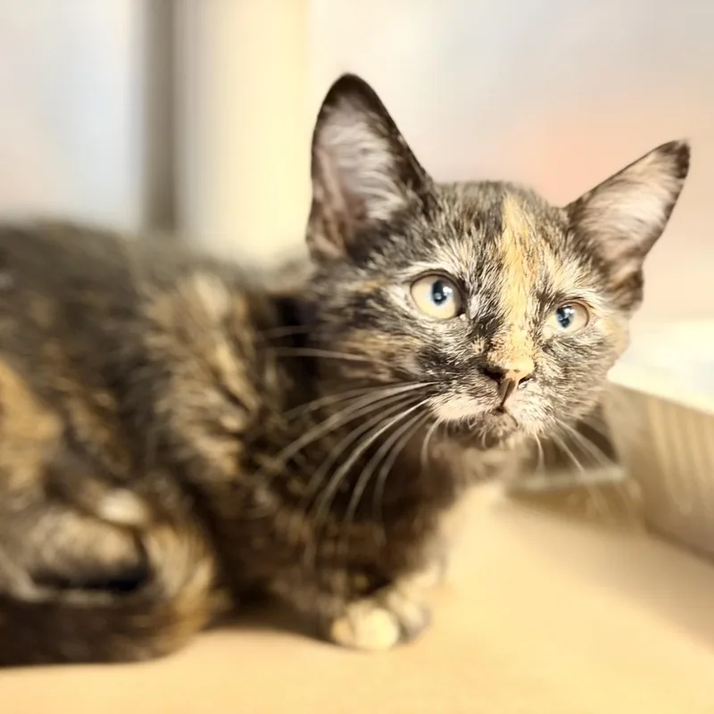 A baby medium-sized female Tortoiseshell Domestic Short Hair cat named Kayda for adoption in Manahawkin, NJ