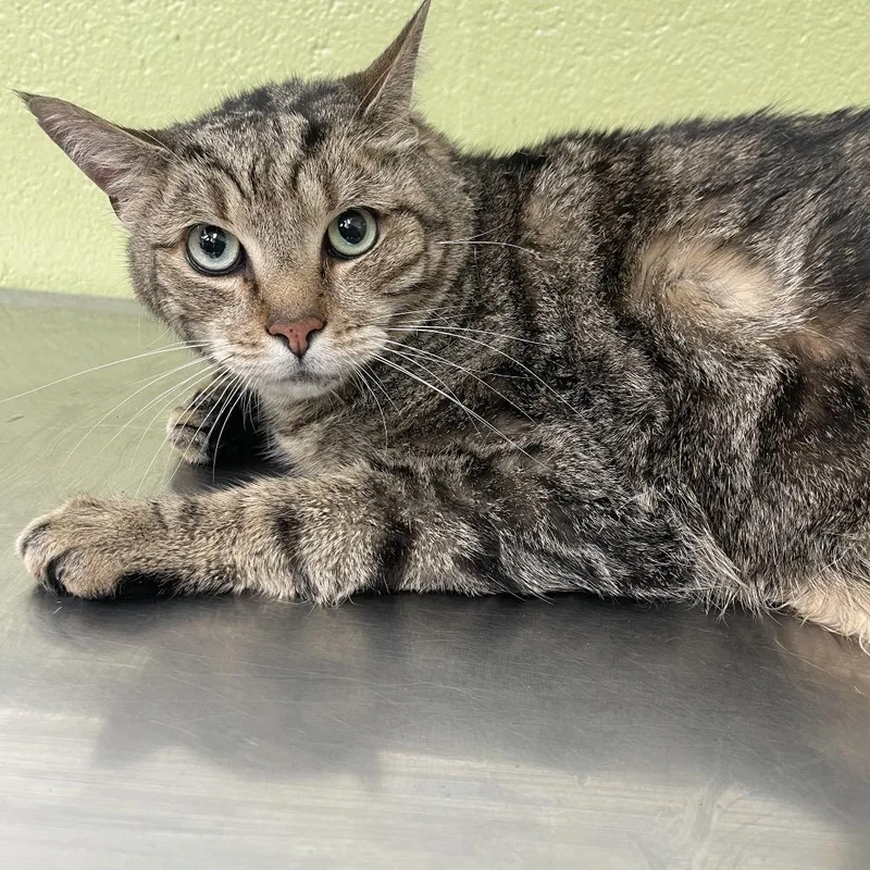 A senior large-sized male Brown / Chocolate Domestic Short Hair cat named Smokey for adoption in Perkiomenville, PA