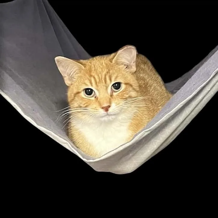 A young small-sized male Orange / Red Domestic Short Hair cat named El Mariachi for adoption in Eaton Rapids, MI