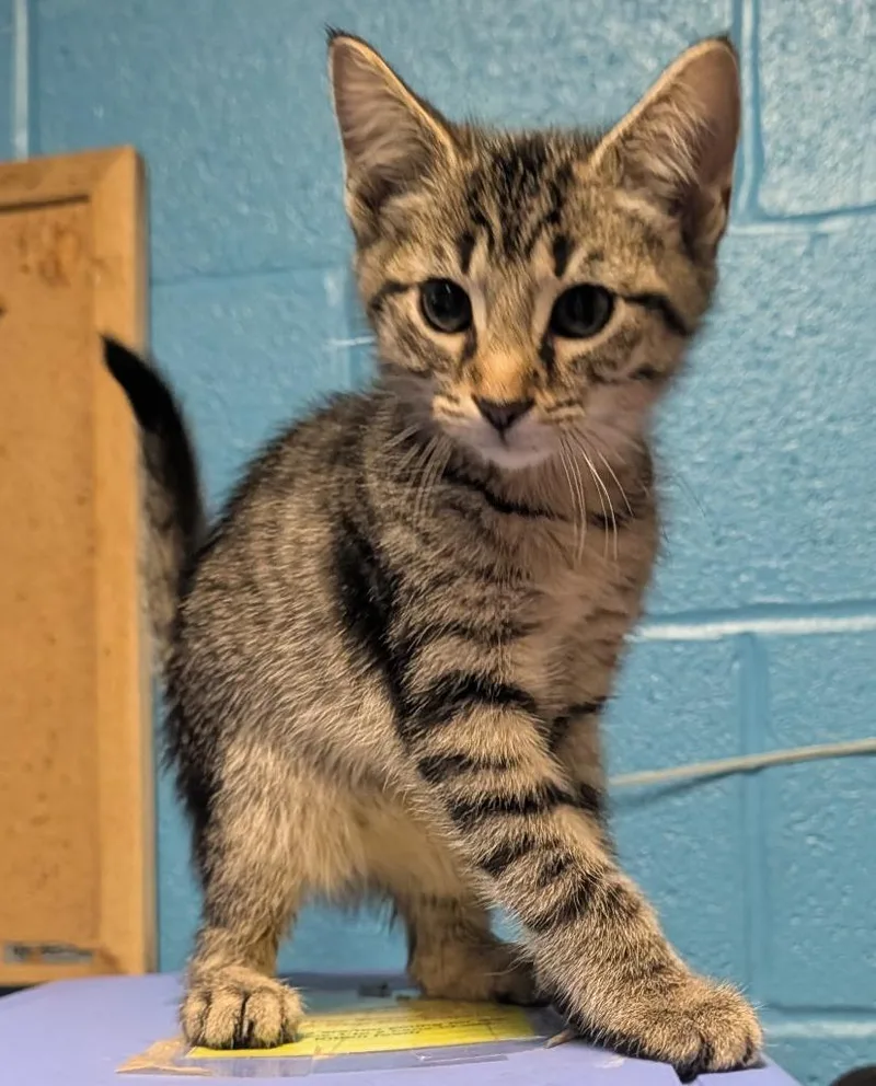 A baby small-sized male Domestic Short Hair cat named Alakazam for adoption in Ellijay, GA