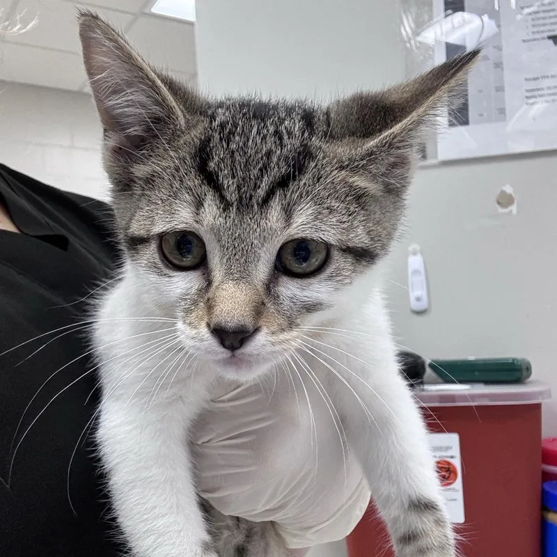 A baby small-sized male Brown / Chocolate Domestic Short Hair cat named Pencil for adoption in Jacksonville, FL