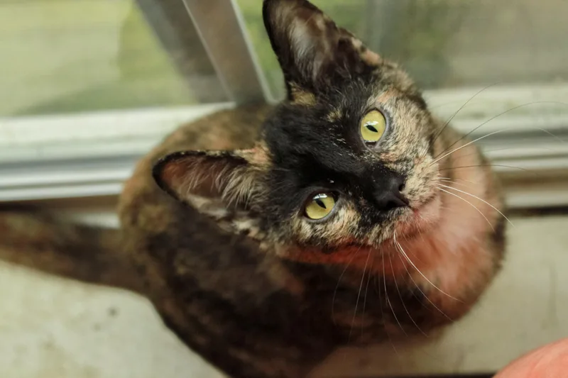 An adult medium-sized female Domestic Short Hair cat named Symone for adoption in Ona, WV