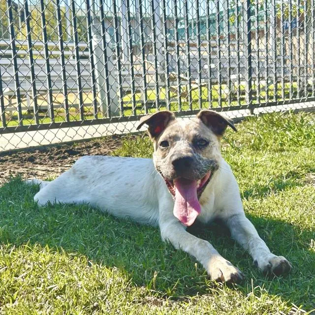 A young medium-sized male Australian Cattle Dog / Blue Heeler dog named Bill for adoption in Riverside, CA
