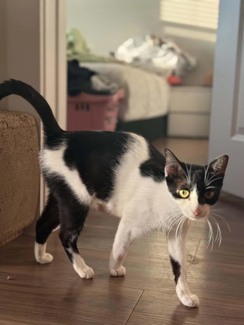 A young medium-sized female Domestic Short Hair cat named Mary Bug for adoption in Cypress, TX