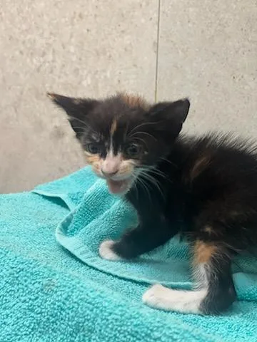 A baby small-sized female Domestic Short Hair cat named Stella for adoption in Honolulu, HI