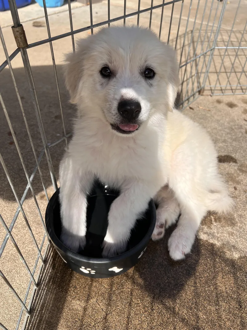 A baby large-sized male White / Cream Great Pyrenees dog named Tony A for adoption in San Andreas, CA