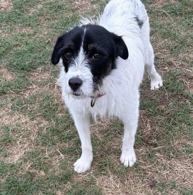 An adult small-sized male Tricolor (Brown, Black, & White) Terrier dog named Kevin Shiela for adoption in Boston, MA