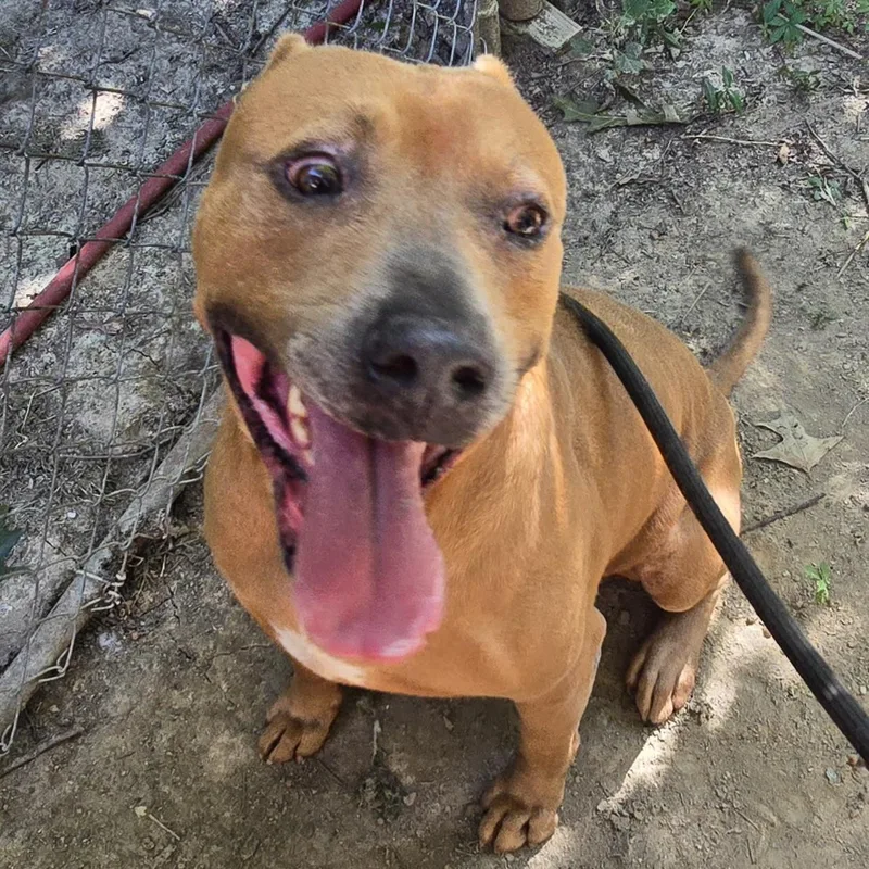 An adult medium-sized male Golden Pit Bull Terrier dog named Tucker for adoption in Arlington, TN