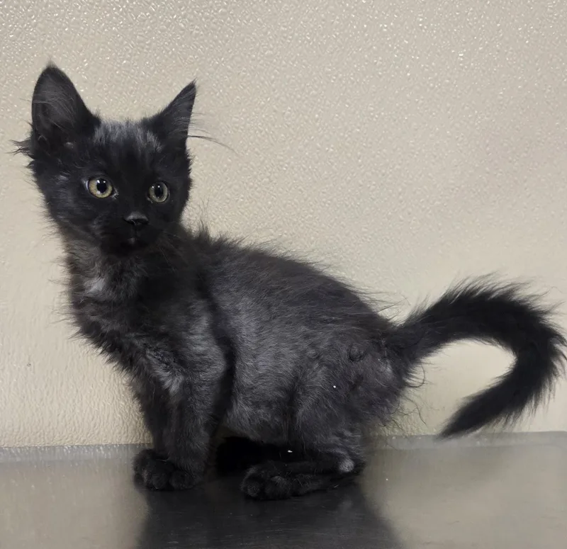 A baby medium-sized female Black Domestic Medium Hair cat named Nell for adoption in Brainerd, MN
