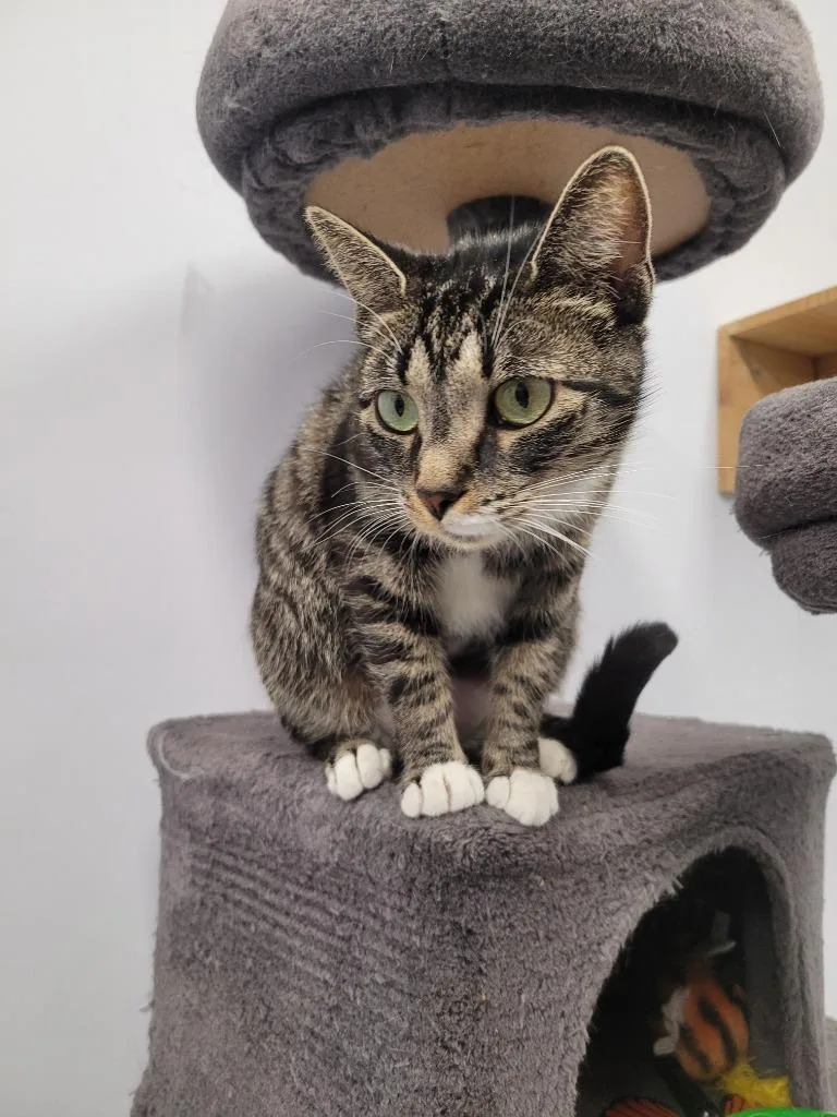 A young small-sized female Domestic Short Hair cat named Nova for adoption in Angola, IN