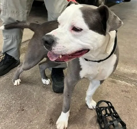 An adult large-sized male Pit Bull Terrier dog named Ajax for adoption in Oklahoma City, OK
