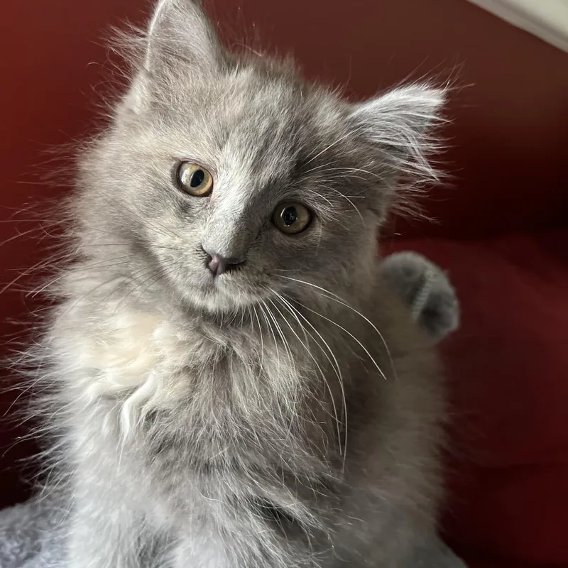 A baby small-sized female Gray / Blue / Silver Domestic Short Hair cat named Tulip for adoption in Greensboro, NC