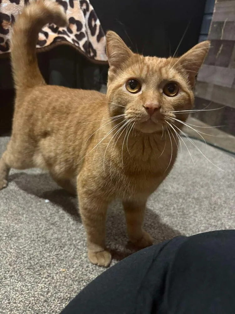 A young medium-sized male Tabby (Orange / Red) Domestic Short Hair cat named Conan for adoption in Ferndale, MI
