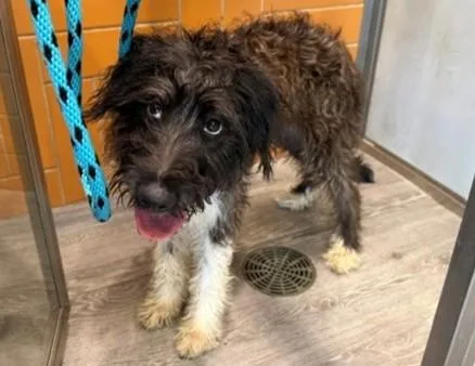 A young small-sized female Poodle dog named Skye for adoption in Garland, TX